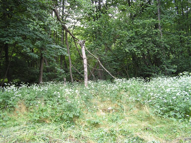 img00005.jpg